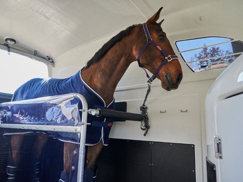 Cheval dans une remorque de transport Van Bockmann